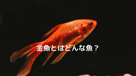 金色的魚|金魚とはどんな魚？特徴や種類、寿命、価格を紹介！ │ ソルナ。